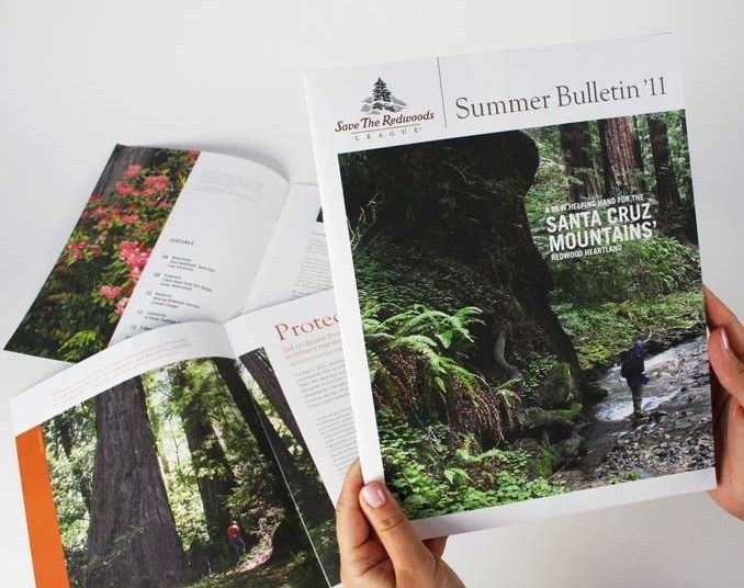 Save The Redwoods Newsletter Design