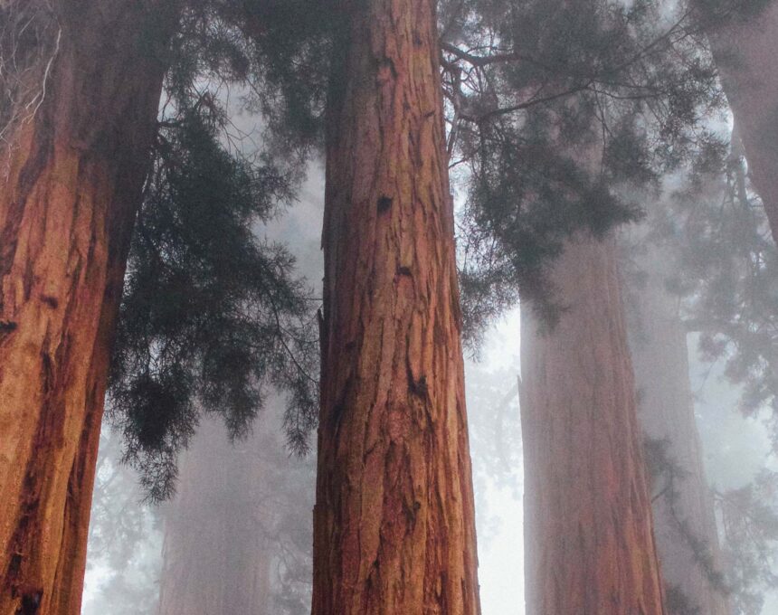 Save the Redwoods League Design