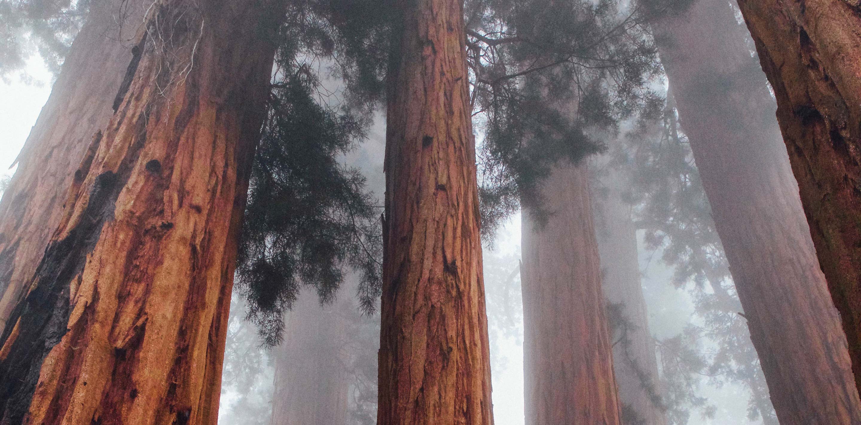 Save the Redwoods League Design