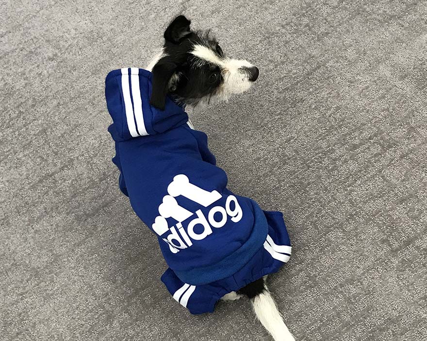 Adidog